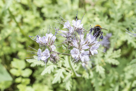 大黄蜂 closeu 大黄蜂上季节 tanacetifolia 蜜源植物对于蜜蜂和昆虫