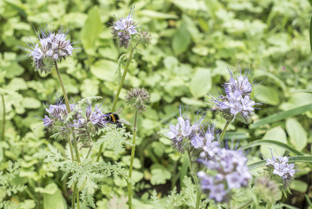 大黄蜂 closeu 大黄蜂上季节 tanacetifolia 蜜源植物对于蜜蜂和昆虫