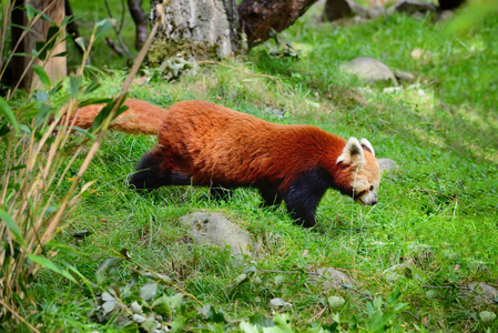 红熊猫火狐或较小的熊猫猫