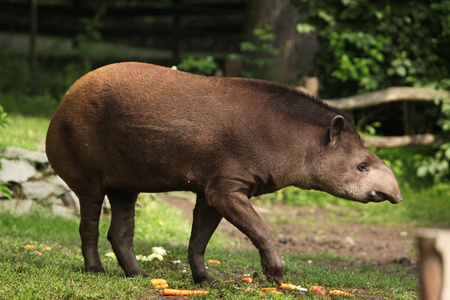 南美洲的十大食肉动物图片