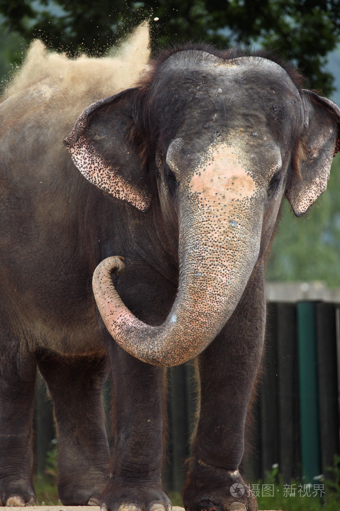 印度象(印度象)