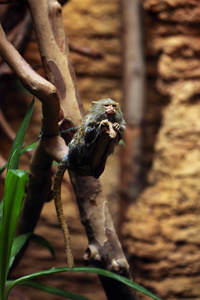 Pygmy MarmosetCebuella Pygmaea