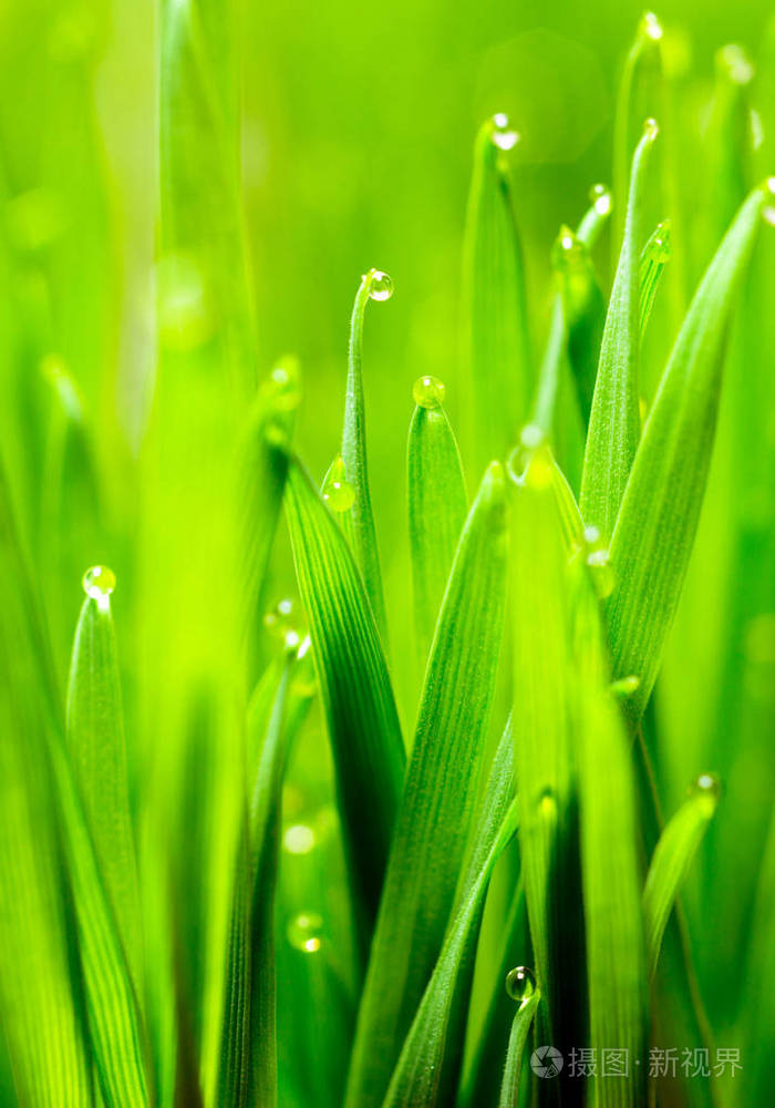 菜苗种植小麦草叶片上的全景露珠