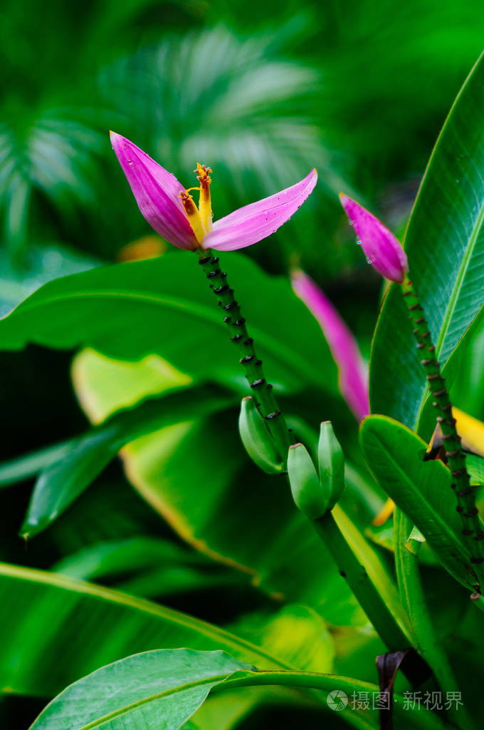 美丽的粉红色香蕉香蕉树上开花