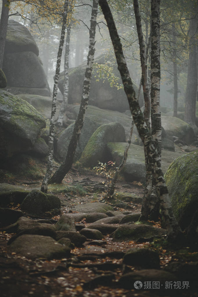 通过一个神秘的黑暗的旧森林在雾中小径.秋天的早晨