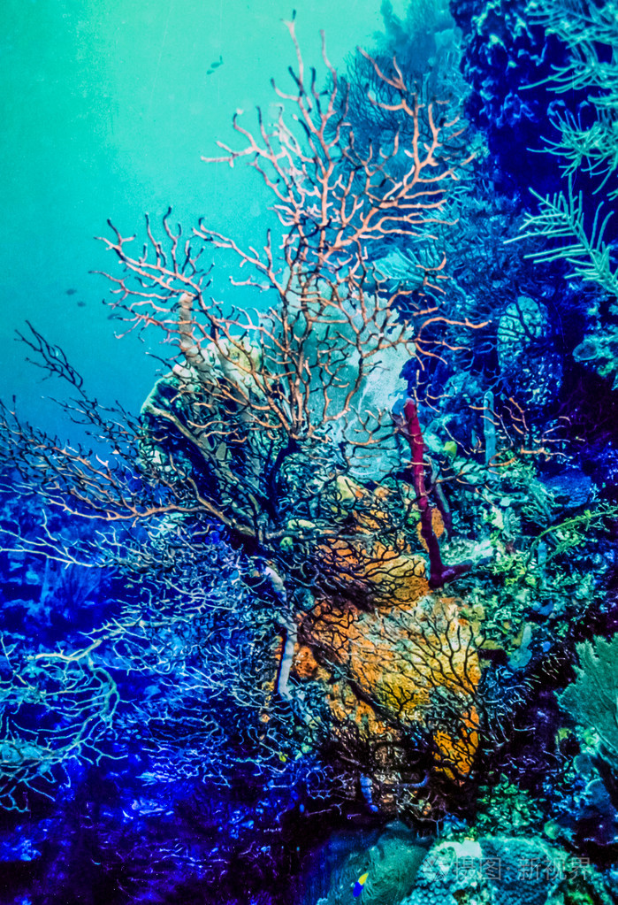 水下珊瑚礁