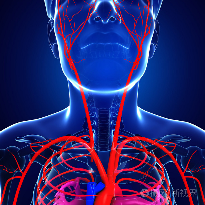 男性的动脉系统