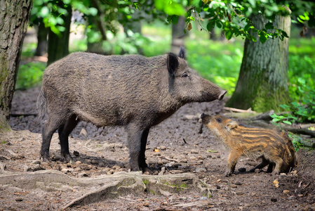野猪的家庭，母亲与走在森林里的小条纹小猪