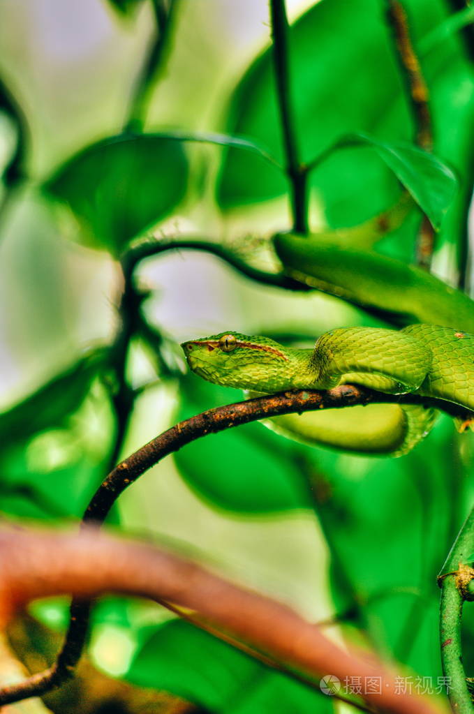 头拍摄图像的瓦格勒的蝮蛇蛇Tropidolaemus wagleri Sabbah 婆罗洲，马来西亚热带雨林