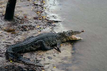 尼罗鳄尼罗鳄是在水中的，鳄鱼头与细部特写睁开眼睛。鳄鱼头关闭在婆罗洲的性质