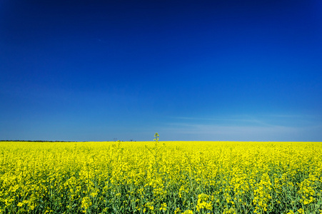 充满活力的 rapefield 和蓝蓝的天空