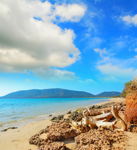 穆戈尼海滩海岸线的浮木