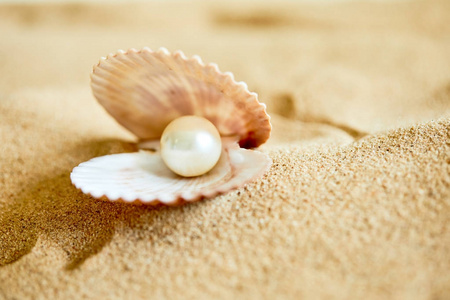 珍珠街海滩在海滩上开的贝壳珍珠照片