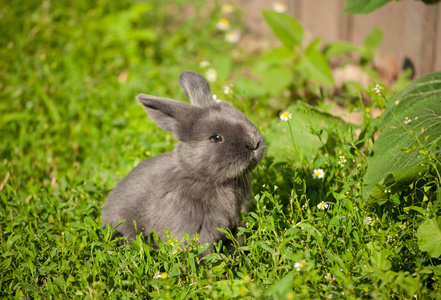 夏天花园里可爱的兔子