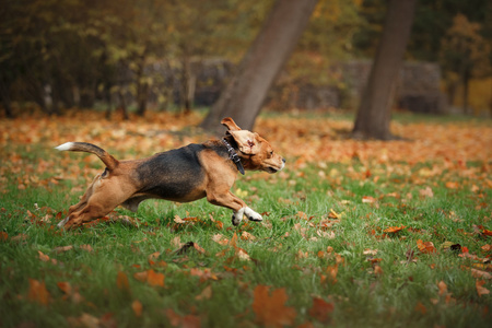 秋天的公园散步的犬