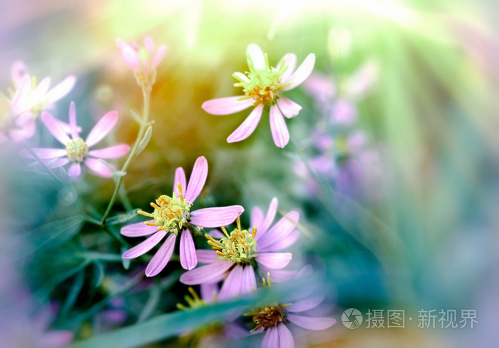 紫色的花朵，被太阳光照亮的草甸