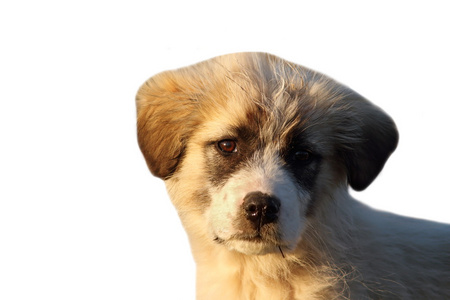 孤立的罗马尼亚牧羊犬小狗的肖像