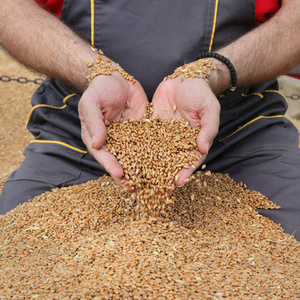 农业 农民 小麦收获作物