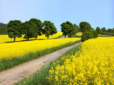 领域的油菜 芥花籽油或菜籽油与农村公路