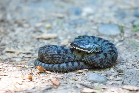 常见的欧洲加法器图片