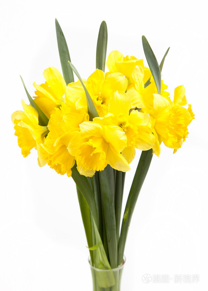 黄水仙的花束照片 正版商用图片0dfk33 摄图新视界 黄水仙的花束照片 正版商用图片0dfk33 摄图新视界