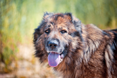 高加索牧羊犬外观图片