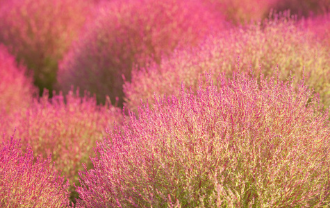 在金秋时节美丽 kochias 山