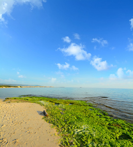 在撒丁岛在日落时的绿色海藻