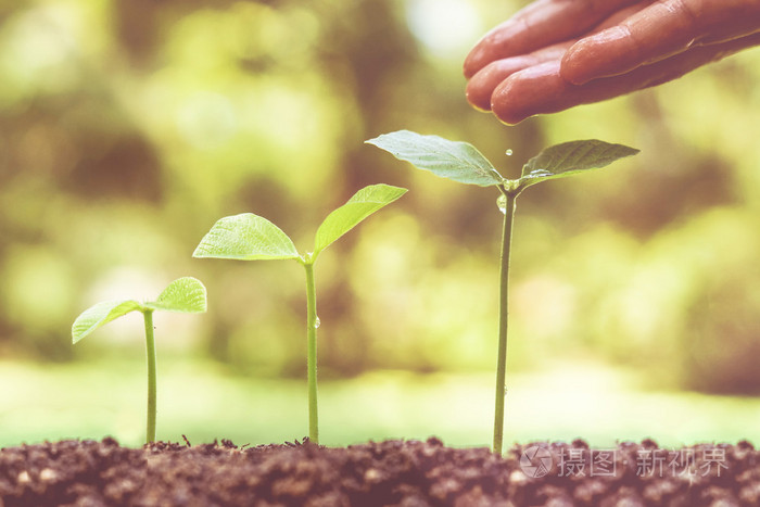 培育和浇灌幼苗的手