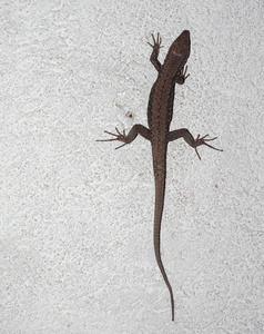 蜥蜴爬虫类动物照片