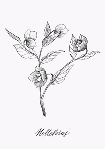 老式的植物插图绽放的花朵。铁筷子