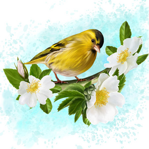 白色的野玫瑰树枝上的黄色小鸟照片