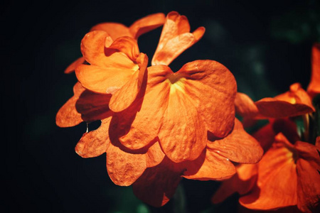 阳光下明亮橙花的特写图片