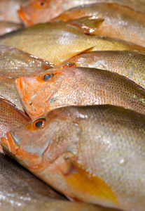 新鲜的原料金鲷鱼照片
