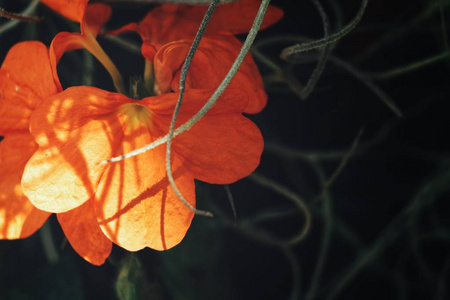 阳光下明亮橙花的特写图片