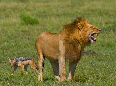 在坦桑尼亚的巨大狮子