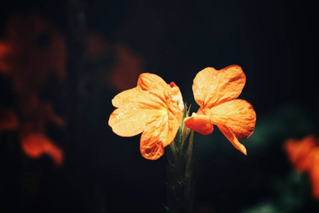 阳光下明亮橙花的特写图片