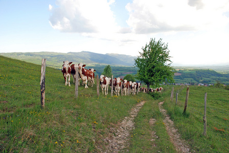 牛在罗纳阿尔卑斯大区的字段