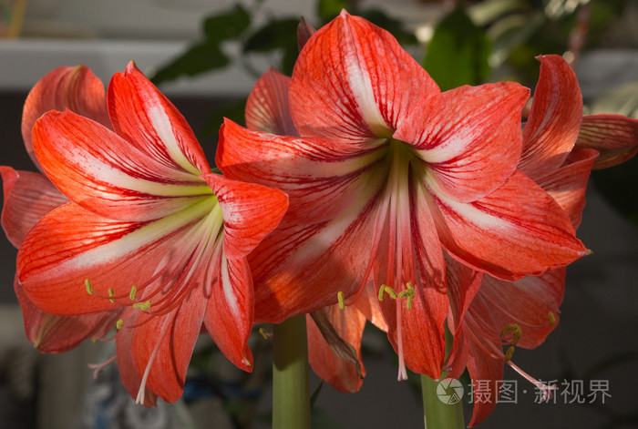 红百合一个纹章芙蓉两朵红百合花的活力喷雾