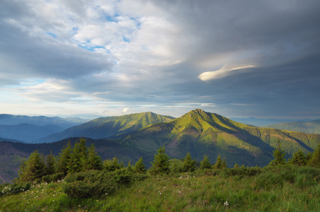 山风景用杉木林的山坡上