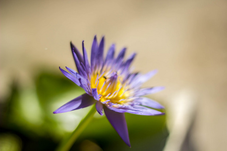池塘上的蓝色莲花