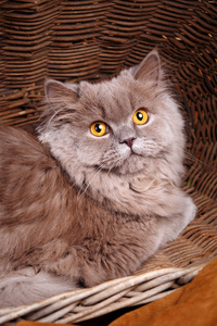 用黄色的眼睛在一个木制的篮子只灰色的猫