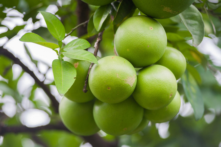 一棵树上的绿色柚果照片