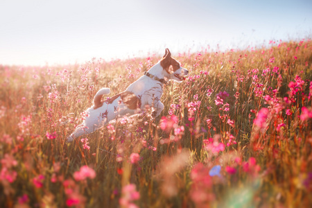 在花杰克罗素梗犬的狗