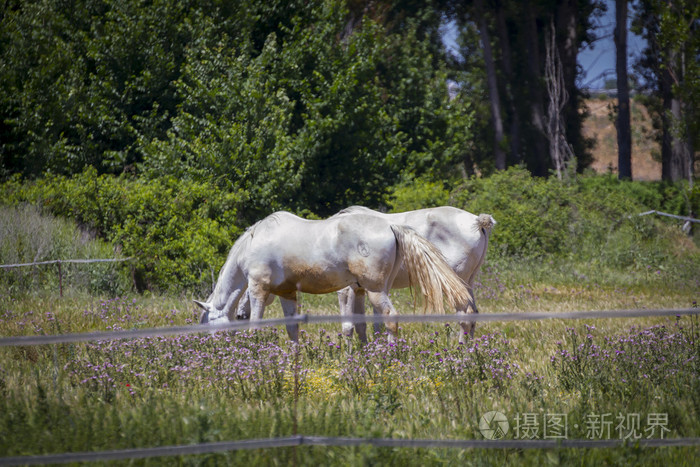 在绿色的牧场上吃草的马