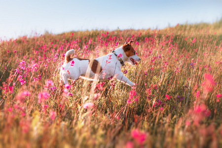 在花杰克罗素梗犬的狗