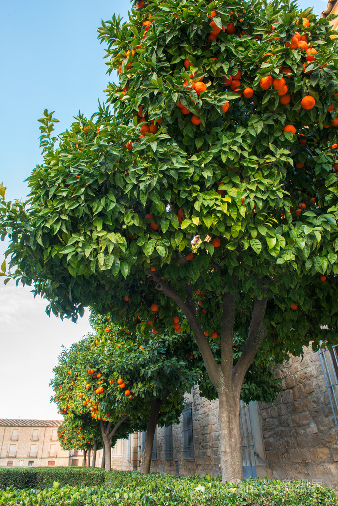 桔子树在西班牙小镇