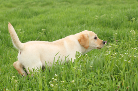 漂亮的黄色拉布拉多犬，在绿草中运行