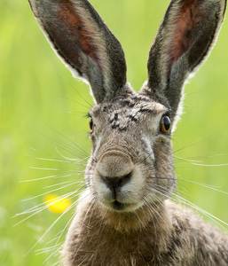 欧洲野兔天兔座 europaeus