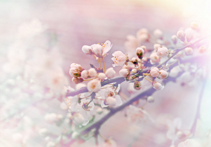 雨后芽软重点